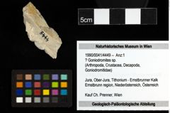 Foto (Objekt + Etiketten) von ? Goniodromites sp. 